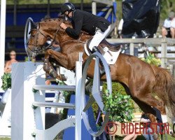 stallion Confidence 14 (Oldenburg, 2006, from Cordalme Z)