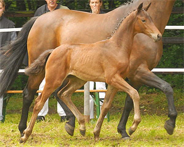 Zuchtstute Duett 81 (Hannoveraner, 2007, von Danone II)