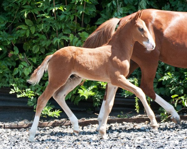 horse Magic Hill (German Riding Pony, 2014, from FS Mr. Right)