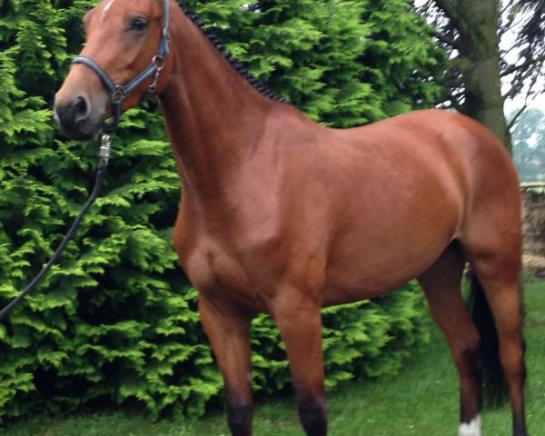 broodmare La Lopez (Rhinelander, 2011, from Light On OLD)