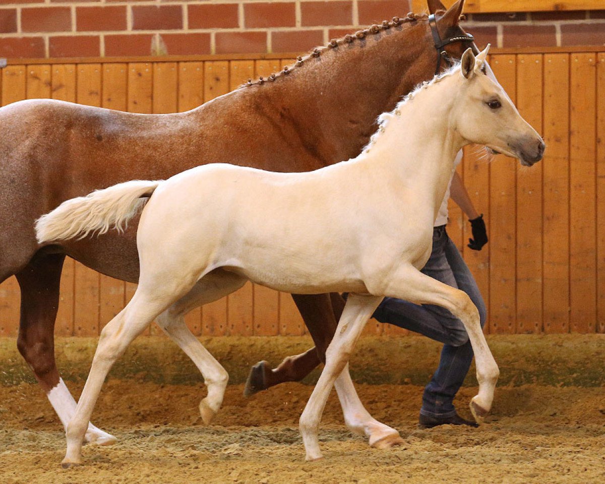 horse Divina (German Riding Pony, 2014, from Don Dolino)