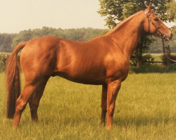 Deckhengst Bandoliero xx (Englisches Vollblut, 1982, von Surumu xx)