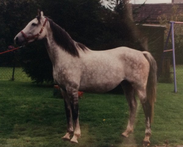 Zuchtstute Hilana (Anglo-Araber,  , von Hill Hawk xx)