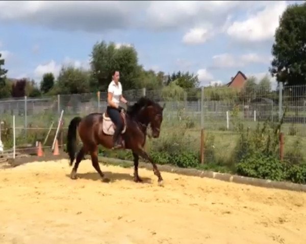 horse Satis Fly (Westphalian,  , from Satisfaction FRH)