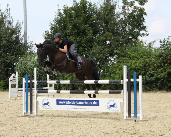 Cheval de saut Stanley 117 (Hanovrien, 2001, de Stakkato)