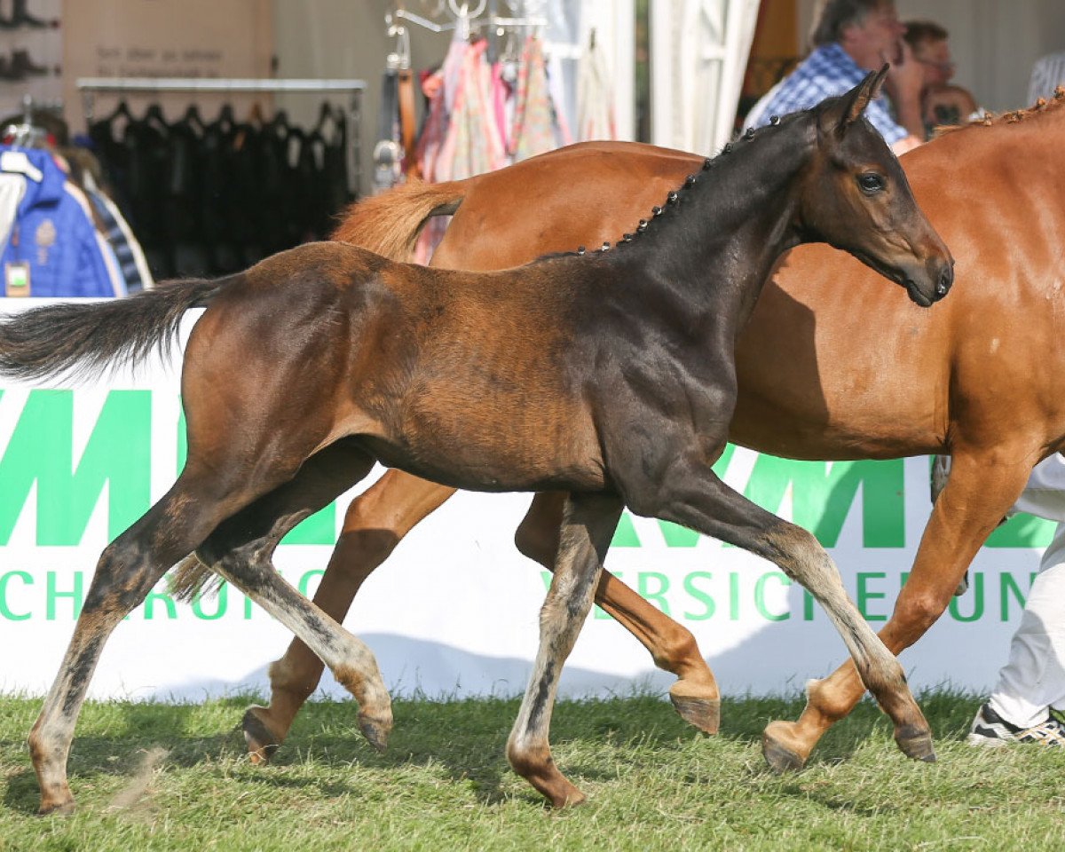 Pferd Coke Zero (Deutsches Reitpony, 2014, von Coke saint of the Life)