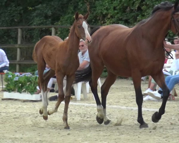 Holsteiner Fohlenschau in Thaden