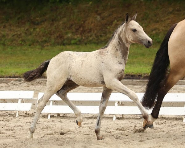 broodmare Dancing Gold (German Riding Pony, 2014, from Dance Star AT NRW)