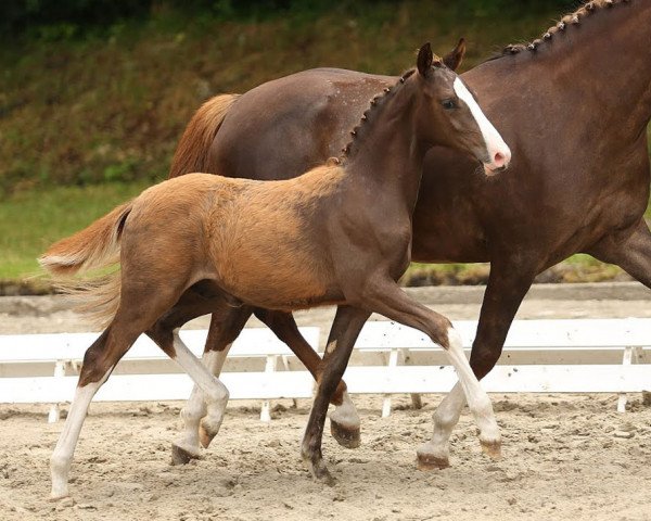 horse Can Fly (German Riding Pony, 2014, from Can Dance 3)
