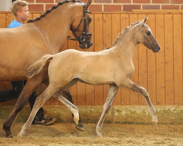 Zuchtstute Die Da 16 (Deutsches Reitpony, 2014, von Dornier B)