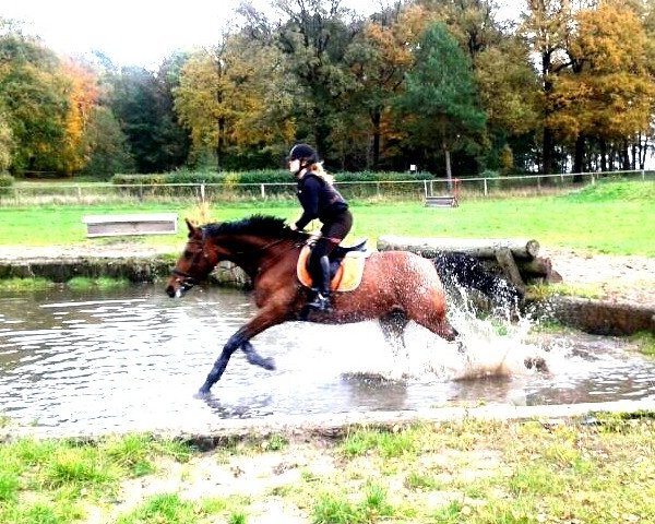 jumper Try Again D'Hof Ten Bos (Belgian Warmblood, 2003, from Ueleme de Longpre)