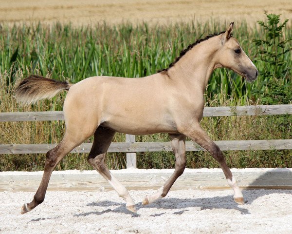 stallion Dornik´s Design K (German Riding Pony, 2014, from Dornik B)
