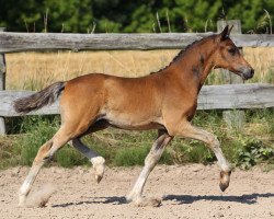 dressage horse Grimus II (German Riding Pony, 2014, from Hesselteichs Grimaldi)