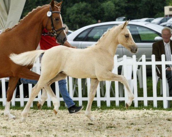 dressage horse Golden Dio (Westphalian, 2014, from Golden State 2)