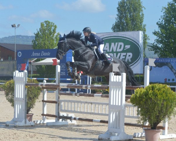 Springpferd Candyman 114 (Holsteiner, 2004, von Caretello B) Springpferd Candyman 114 (Holsteiner, 2004, von Caretello B)