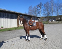 dressage horse Ling Bao (Westphalian, 2008, from Luxius)