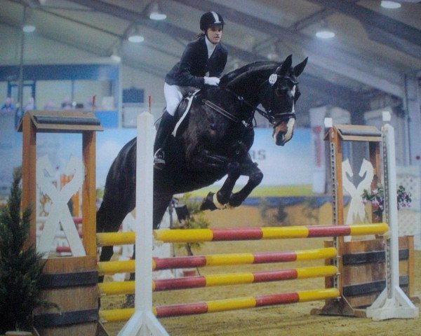 Springpferd Grace 330 (Hannoveraner, 2003, von Goodman)
