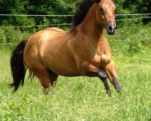 Deckhengst Lil Hollywood Gossip (Quarter Horse, 2005, von Hollywood Dun It)