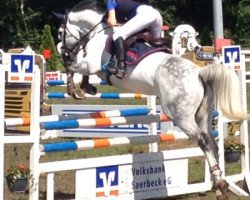 jumper Chiodetta (Westphalian, 2004, from Cornet Obolensky)
