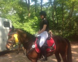dressage horse Justine 33 (German Riding Pony, 2004, from Kantje's Toy Boy)