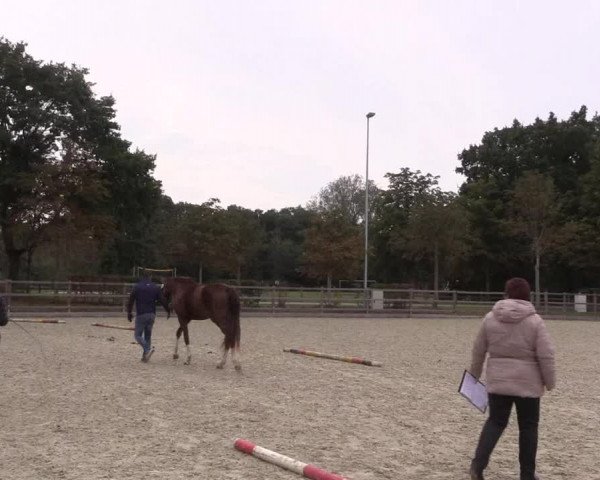 Hannoveraner Zuchtstutenprüfung mit Prämierung in Höven-Wardenburg 2020