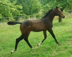 Springpferd Charlotte Louise (Deutsches Sportpferd, 2014, von Cap Chap)