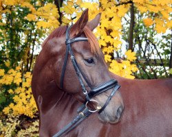 dressage horse Donna Dynamite (Rhinelander, 2006, from Dancing Dynamite)