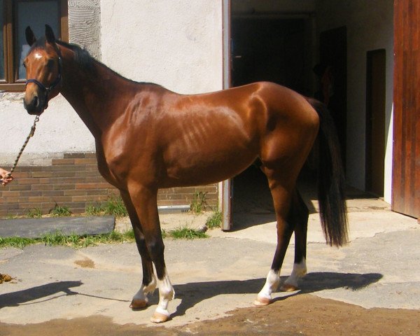 jumper Eschentanz (Trakehner, 2011, from Hirtentanz 2)