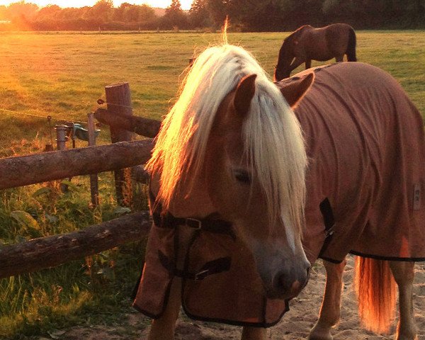 dressage horse Absolut (6,25% ox) (Pony without race description, 2012, from Aaron)