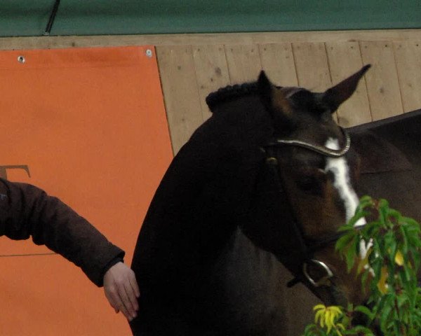 "IWEST" Free Jumping Day - Gut Winkelacker