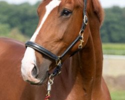 dressage horse E.T 2 (Westphalian, 2006, from Eldino)