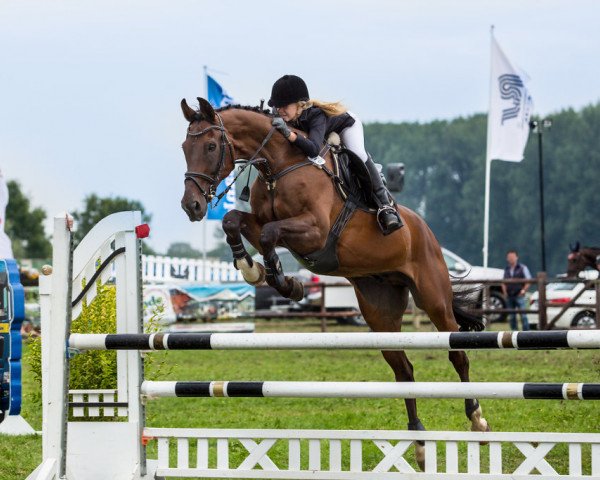 jumper Graf Max (Hanoverian, 1995, from Graf Grannus)