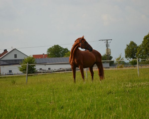 broodmare Winnie H (Oldenburg, 2002, from Wolkentanz II)