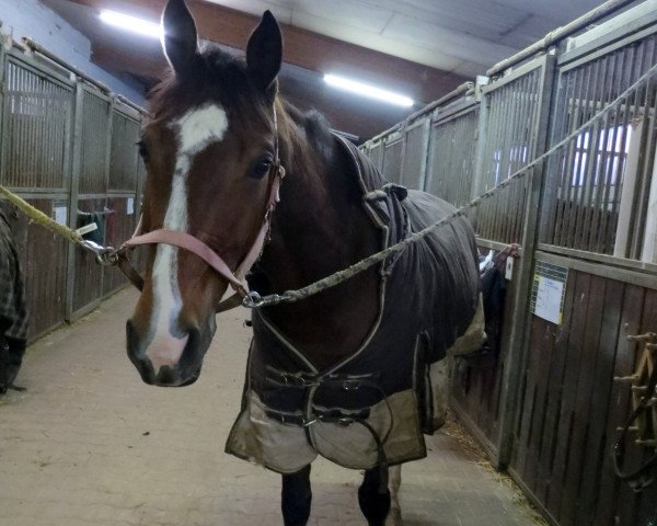 jumper Coester (Westphalian, 2003, from Caretino)