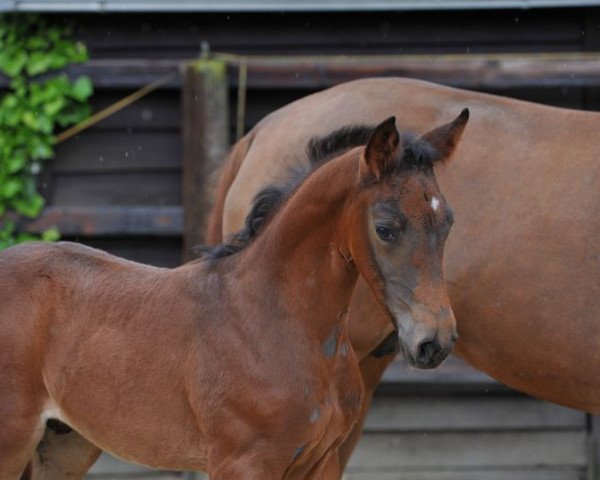 stallion Hengstfohlen v. Chaman x Pilot x Weinberg/ Windesi XX (Westphalian, 2014, from Chaman)