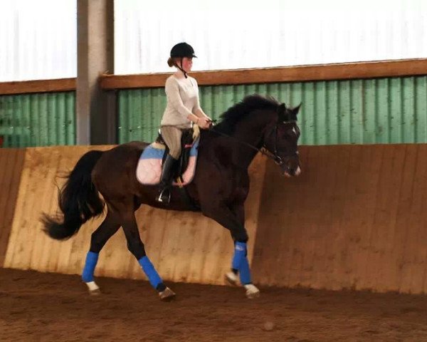 Springpferd Charanto (Holsteiner, 2002, von Charisma)