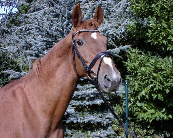 broodmare Verona VII (Trakehner, 1998, from Sir Chamberlain)