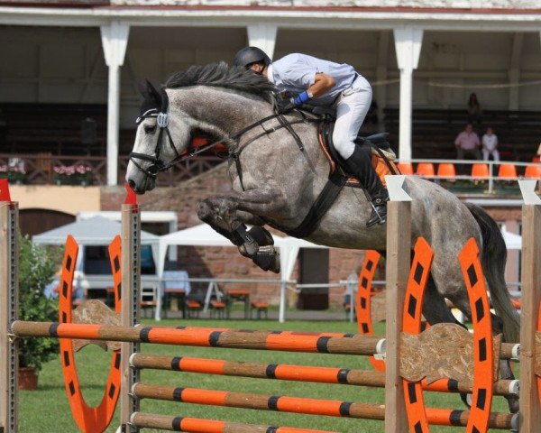 Zuchtstute All Eyez On Me (Holsteiner, 2008, von Colman)