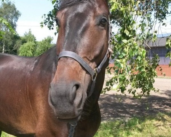 Springpferd Racing Cup (Westfale, 2009, von Rock Forever NRW)