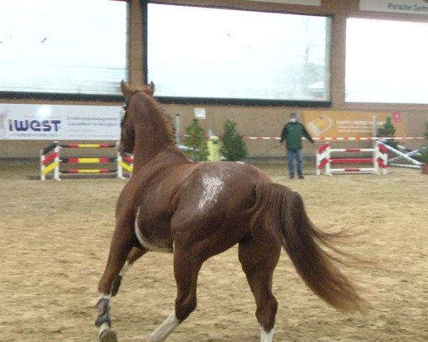 "IWEST" Free Jumping Day - Gut Winkelacker