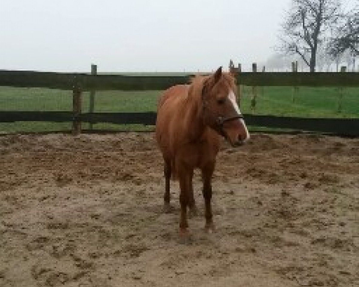 broodmare Steinlady (German Riding Pony, 1997, from Bolero)