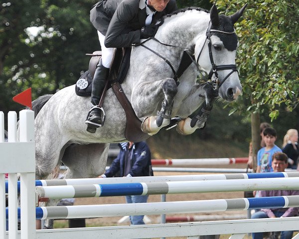 jumper Celine Burme (Hanoverian, 2009, from Cornado NRW)