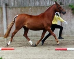 Pferd Guiletta (Deutsches Reitpony, 2005)