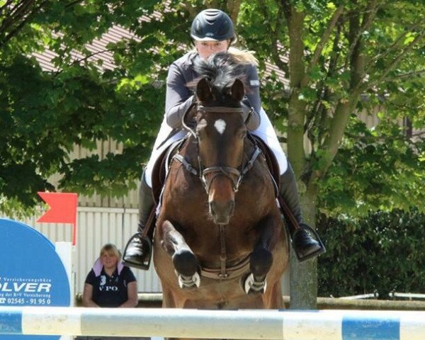 broodmare Qimba 2 (Westphalian, 2006, from Quidam's Rubin)