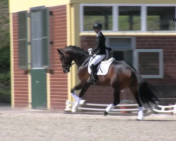 Online Hengstschau Helgstrand 2021