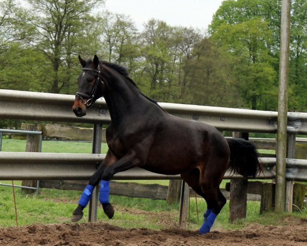 Pferd Vincent 176 (Hannoveraner, 2009, von Vesuv 35)