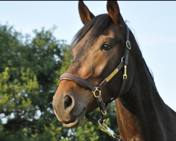 horse Leofric (Westphalian, 2010, from Laureus NRW)