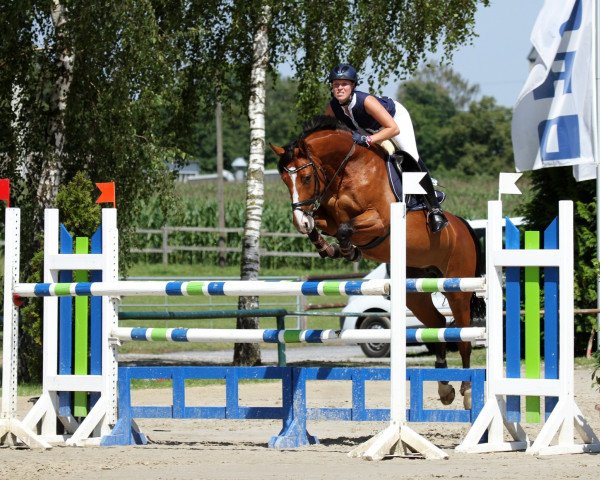 jumper Lisbona (Westphalian, 2003, from Lissabon 29)