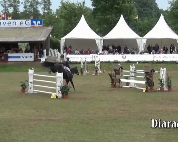 Online Hengstschau Schockemöhle 2021