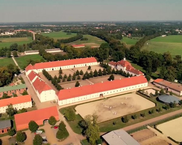 Online Hengstschau Landgestüt Neustadt (Dosse)